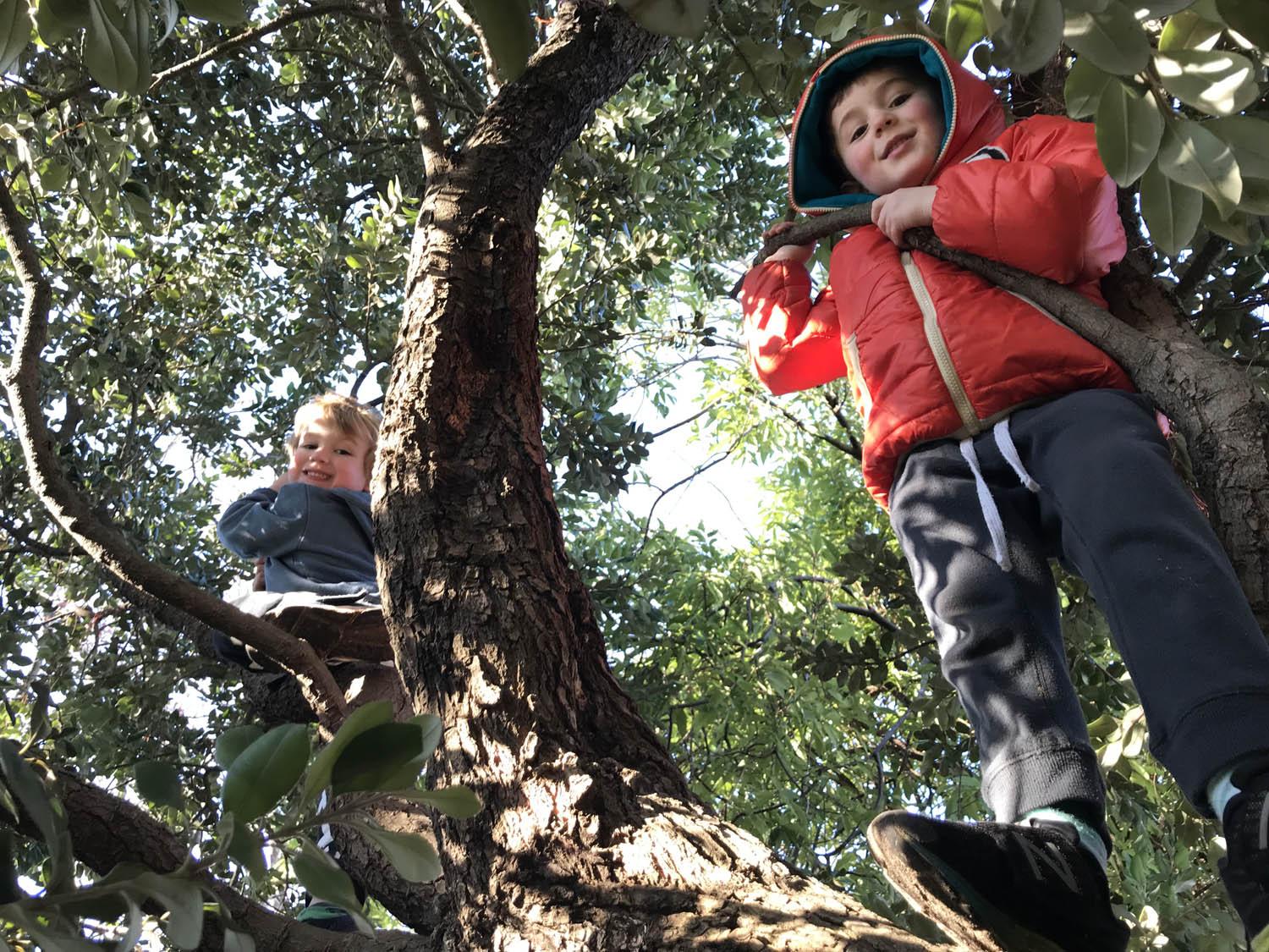 Kids in trees